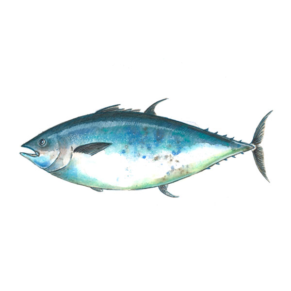 atún rojo salvaje del estrecho